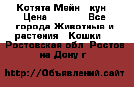 Котята Мейн - кун › Цена ­ 19 000 - Все города Животные и растения » Кошки   . Ростовская обл.,Ростов-на-Дону г.